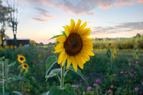 Sunflower in a field in Florida
