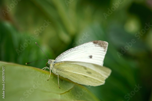 Schmetterlinge Deutschlands - Kohlweißling © Revilo Lessen