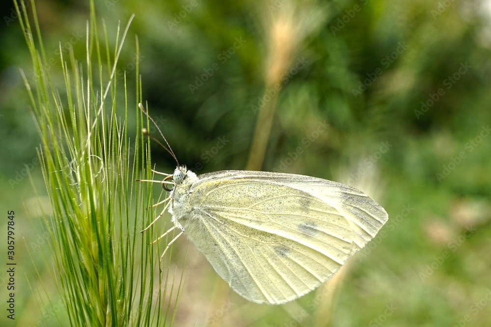 Schmetterlinge Deutschlands - Kohlweißling Schmetterlinge Deutschlands - Kohlweißling