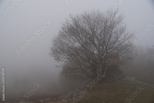 fog in the forest