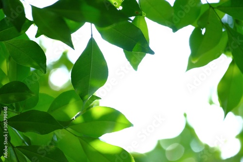 Tropical tree leaves on white isolated background for green foliage backdrop 