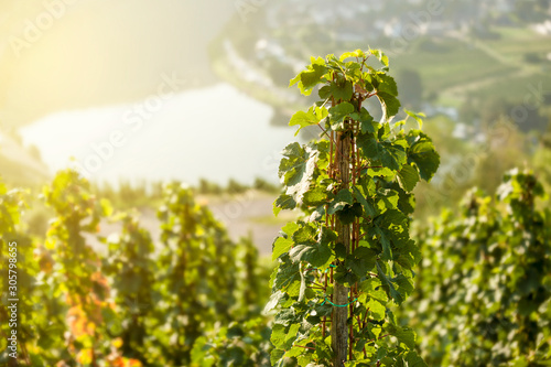 Vine on the slope of a vineyard on the Moselle at KrÃ¶v in the warm morning light. Farmers/Agriculture concept. photo