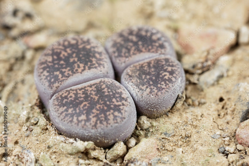 Living stone plants, Lithops lesliei, from the Kimberley area in South Africa, C-14 region. Living stone plants, Lithops lesliei, from the Kimberley area in South Africa, C-14 region.