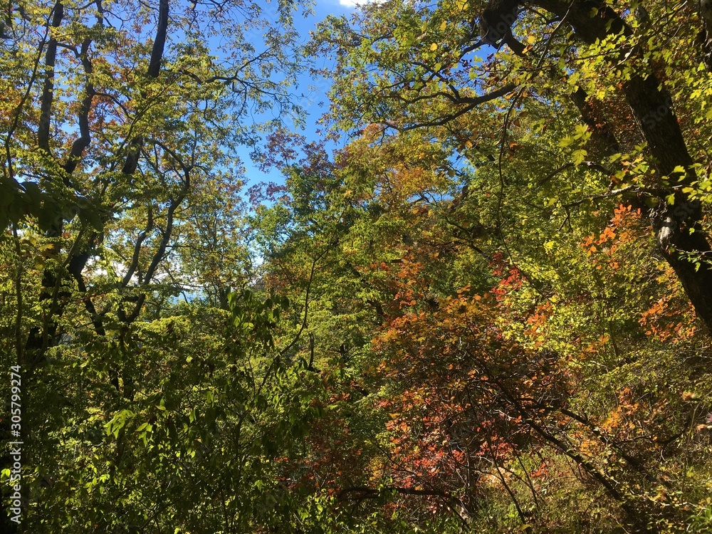 Green forest against blue sky