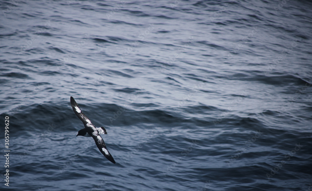 Fototapeta premium Cape Petrol fliegend auf offenem Meer in Südgeorgien