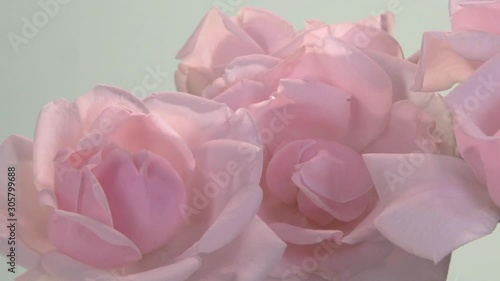 pink roses bloom in time lapse