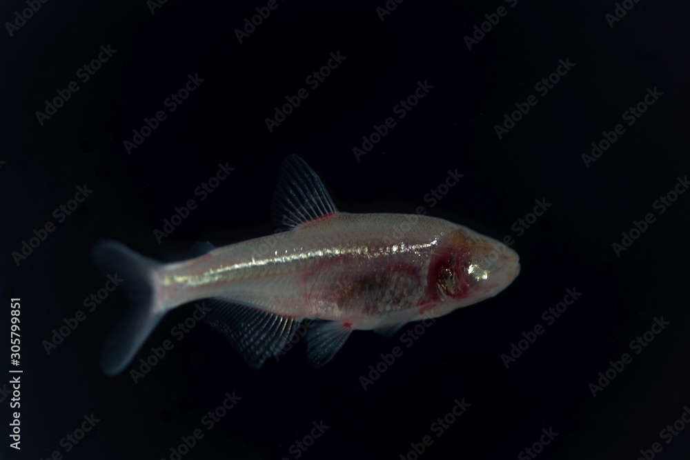 Blind cave fish, Astyanax mexicanus, with a black background. Blind cave fish, Astyanax mexicanus, with a black background.