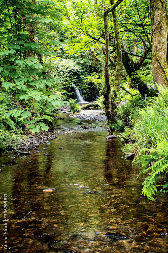 Obraz premium Strean in Pembrokeshire coastal wood