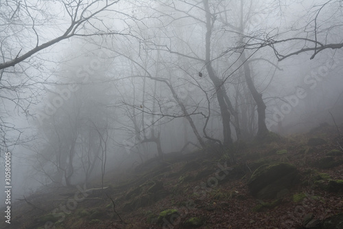 foggy weather in the forest