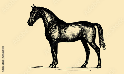 quietly stands a beautiful horse  graphics  monochrome drawing pen isolated on colored and white background