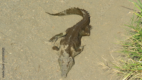 cocodrile with mouth open