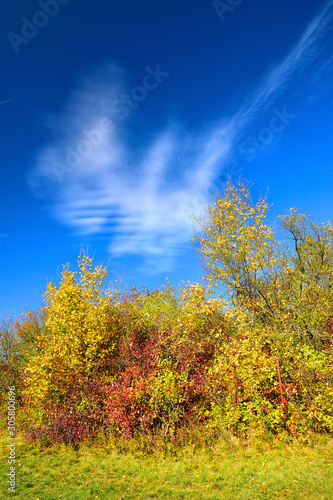 Nature tree fall season sky cloud background