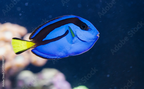 Paracanthurus Hepatus Exotic Fish
