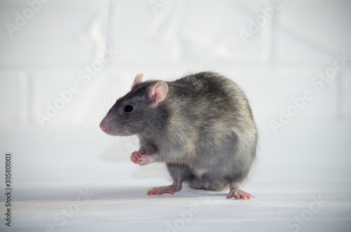 Gray little blue and gray rat sits and afraid on a white floor with a brick wall, sniffs the air, symbol of new year 2020