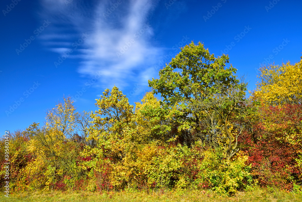 Colorful autumn nature blue sky background 