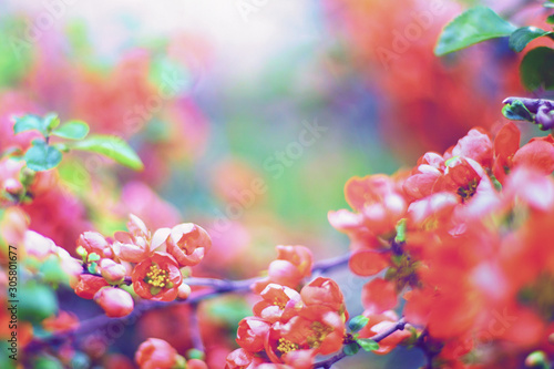 Bright flowering Japanese quince or Chaenomeles japonica. Branch covered with lot of red flowers on blurred green background with leaves bokeh. Bright nature concept for design. Toned image.