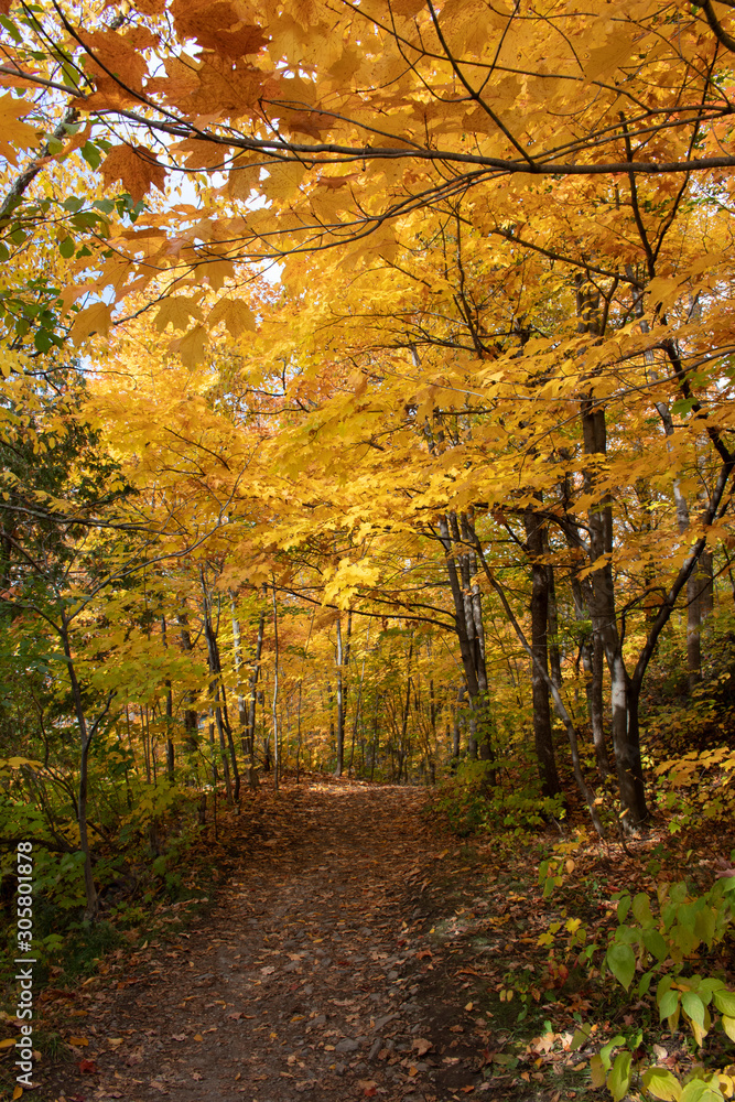 Obraz premium Les couleurs d'automne