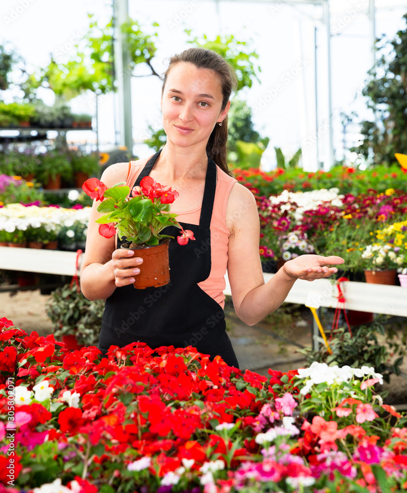 Friendly smiling female florist holding a pot with a begonia plants in the hothouse