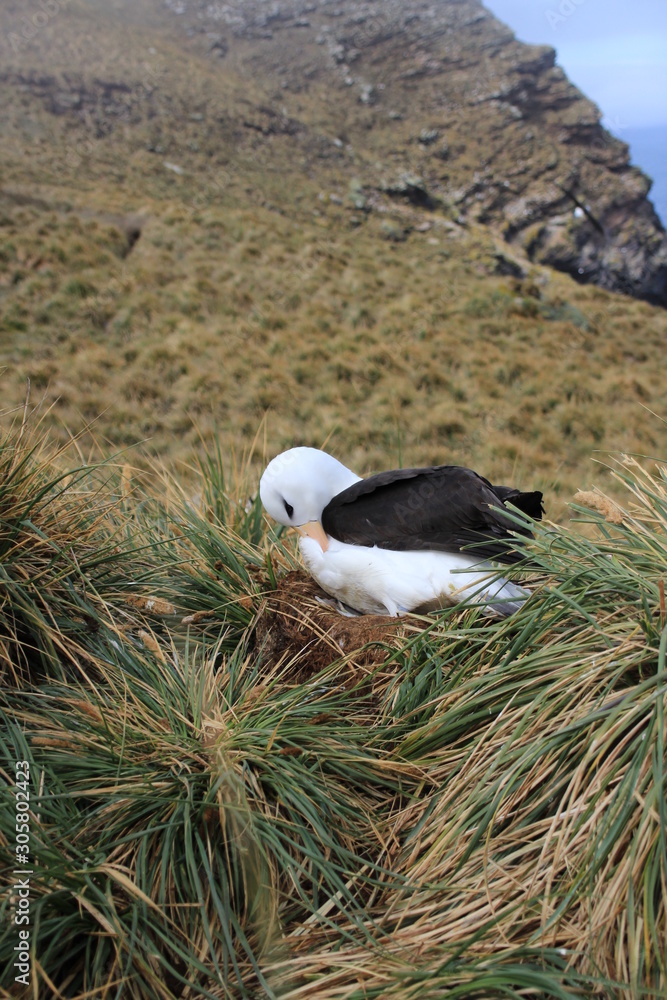 Black-Browed Albatross Colonie on Falkland Islands West point Black-Browed Albatross Colonie on Falkland Islands West point