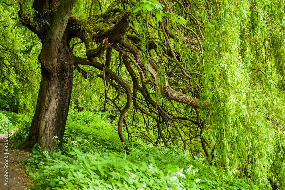 Chrysocoma or Weeping Golden Willow. Chrysocoma or Weeping Golden Willow.