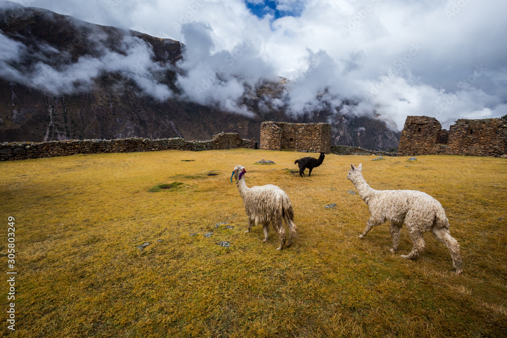 Ruins of the village of Pumamarka (Puma Marka) and llamas. Peru. Stock  Photo | Adobe Stock