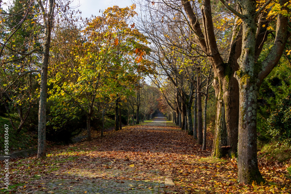 Fall colours in Istanbul,Turkey. Ataturk Arboretum autumn view. 