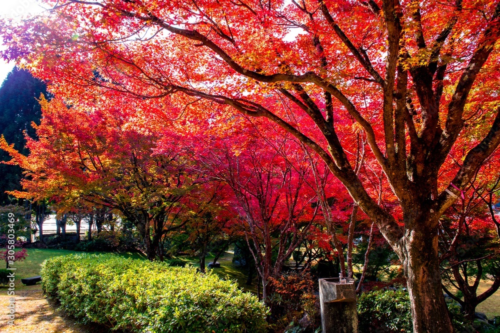 Naklejka premium 渓石園の紅葉