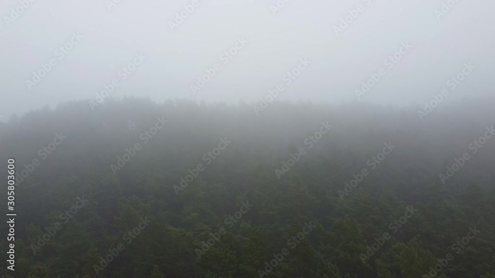 Forest strong fog aerial drone view Forest strong fog aerial drone view