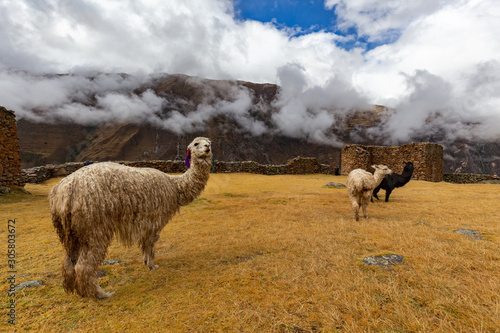 Ruins of the village of Pumamarka (Puma Marka) and llamas. Peru. photo