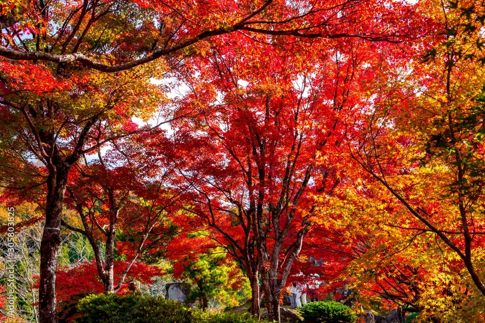 渓石園の紅葉