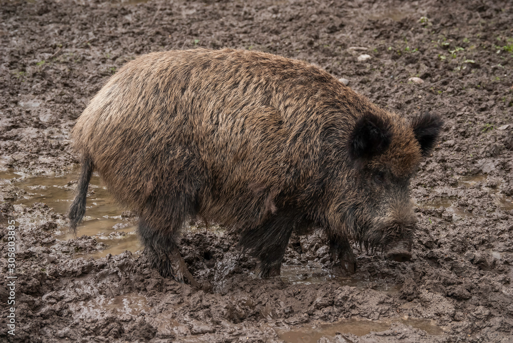 Sus scrofa (dzika świnia) w błotnistym środowisku. Sus scrofa (dzika świnia) w błotnistym środowisku.