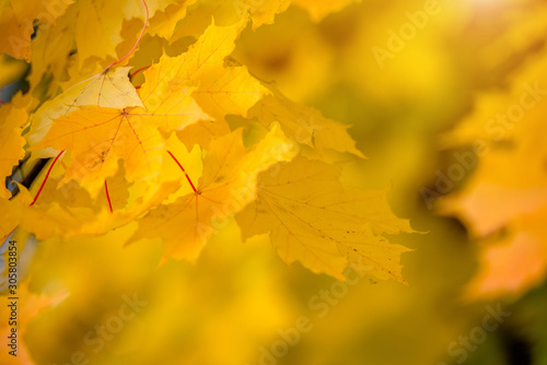 Autumn background-yellow maple leaves in the city Park