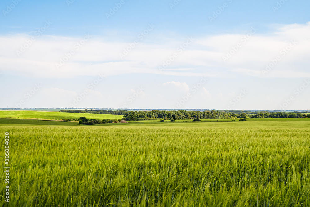 Green rye fields at a bright sunny summer day. Plain under a cloudy sky. Typical agricultural landscape of Belgorod reggion, Russia.