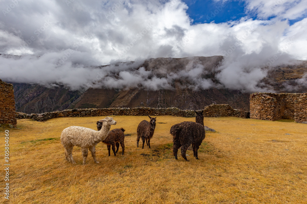 Ruins of the village of Pumamarka (Puma Marka) and llamas. Peru. Stock  Photo | Adobe Stock