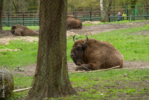 Bison bonasusnor the European wood bison in eastern Poland. © Dawid