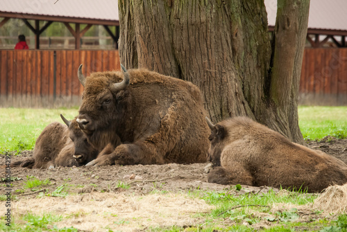 Herd of the European bisons (Bison bonasus).
