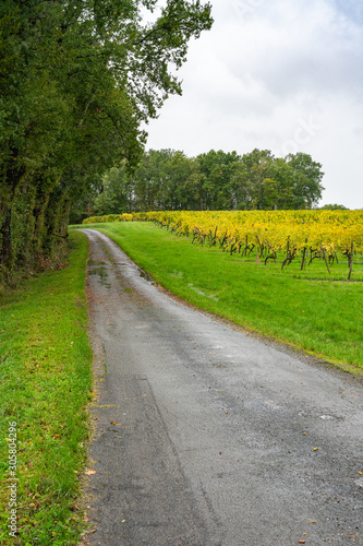 Agricultural fields with grapes after harvest. France