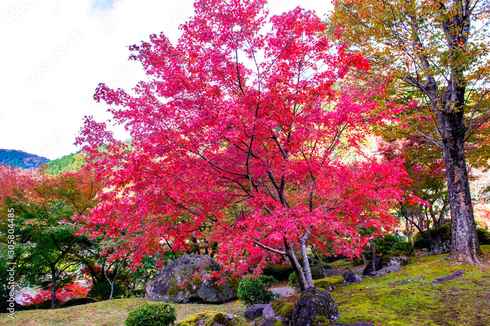 渓石園の紅葉