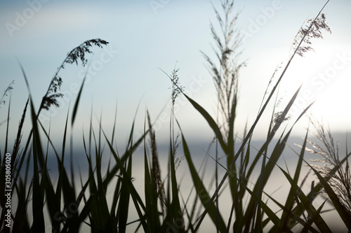 The silhouette of green reed stalks on the shore of an idyllic lake in the evening.