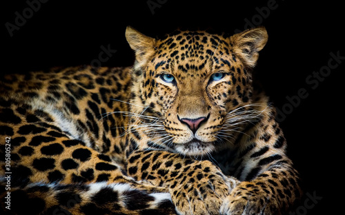 North China leopard Panthera pardus japonensis black backround Zoo photo
