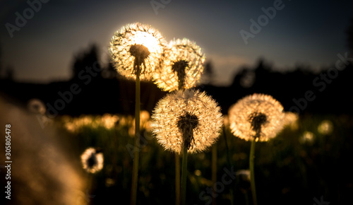 Fototapeta Naklejka Na Ścianę i Meble -  Real field and dandelion at sunset sunrise