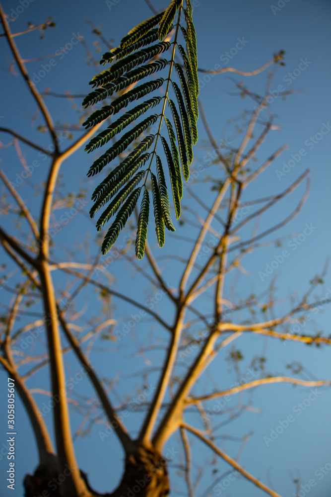 Beautiful tree leaf on blue sky background. Tropical leaves tropical tree on a blue background Beautiful tree leaf on blue sky background. Tropical leaves tropical tree on a blue background