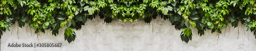 Foto The Green Creeper Plant on a wall. Background