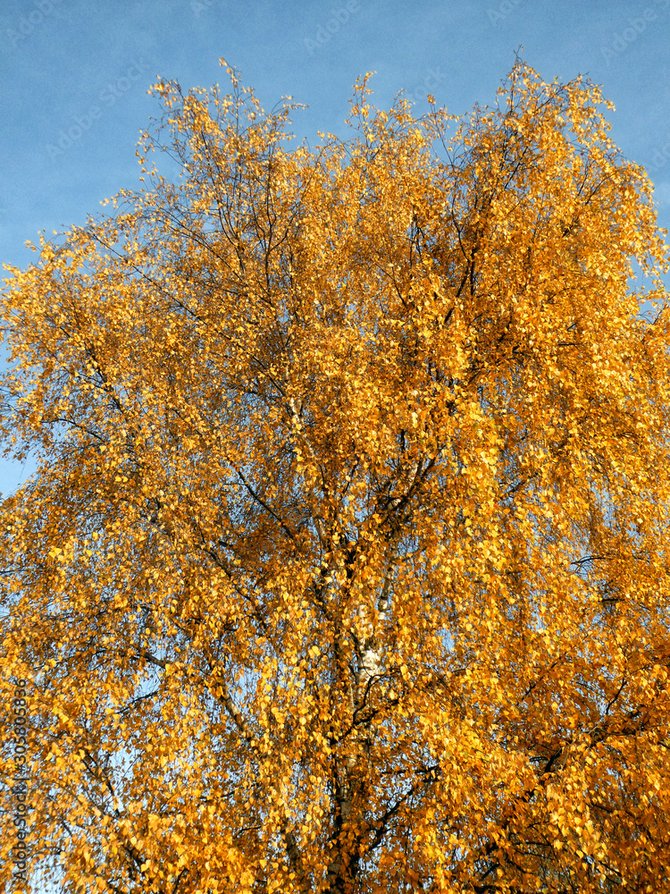 Yellow autumn tree and leaves against a blue sky Yellow autumn tree and leaves against a blue sky
