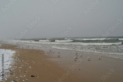 Seagulls along the seaside. Gdansk Brzezno beach at winter time, Poland. 