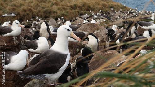 Black Browed Albatross Falkland Island West Point