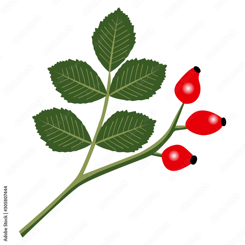 Rosehips branch with red berries isolated on white Rosehips branch with red berries isolated on white