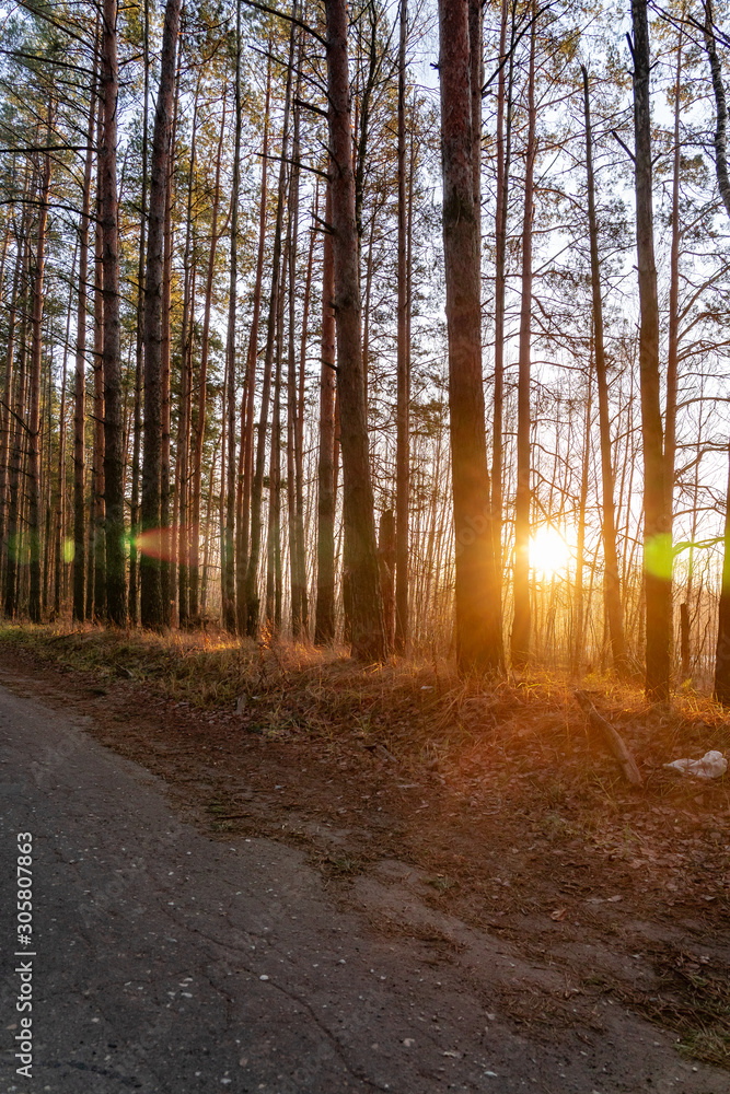 Fototapeta premium Sunrise in the pine tree forest. Early Winter