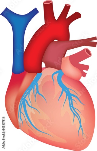Heart