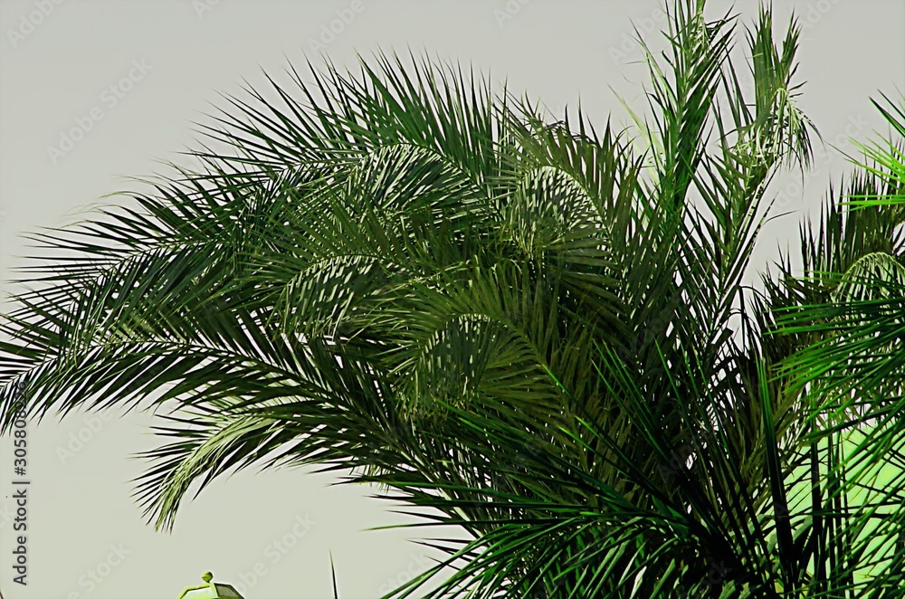 palm branches bent by the wind.